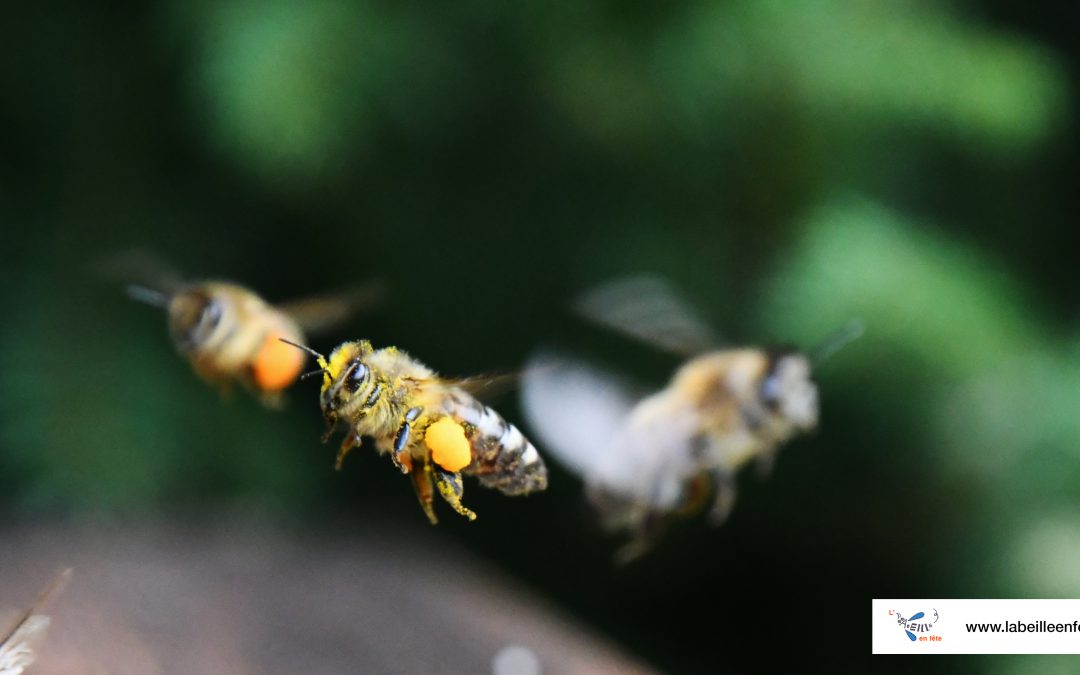 L’ABEILLE EN FÊTE SE CONSTITUE EN ASSOCIATION